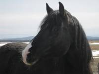 voici mon cheval !    cest un pur sang canadien !
 16 mains 1 , 1300 livre !