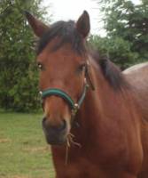 Voic mon cheval c"est un Quarter Horse Guelding.