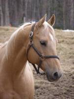 Peppy Callibar Quarter Horse