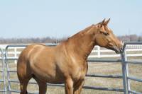 Voici ma jument, une Quarter Horse.