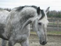 Mon cheval Carpe Diem (sa veut dire saisir le jour, le moment) OTTB 5 ans