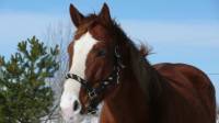 Express! Paint solide de 8 ans avec sa belle face!