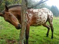 Lola, Appaloosa, 3ans :p