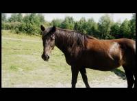 Zimba, jument pur sans canadienne, 18 ans