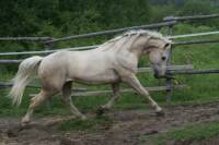 voici le plus beau cheval au monde ! Mon canadien cr&egrave;me Hongre de 10 ans ! Attention vous autre c'est LUI le plus beau!