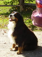 nous c'est une bouvier-bernois europ&eacute;en. il s'entend tr&egrave;s bien avec les chevaux. il a tendance a les prot&egrave;g&eacute;s (son caract&egrave;re de chien de berger)et il...