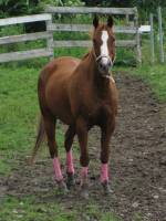 Ginger Monkey Star, Quarter Horse Enr..