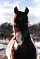 C'est une mustang paint ! Jpense que se serait du mustang