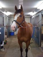 Dust Of A Breeze, Paint Horse, 8 ans