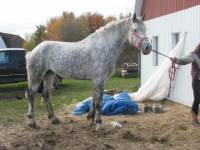 Twist a plus de Percheron , sa parait pas tant que sa le TB haha ;P