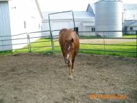 Sonny , Quarter Horse , 15 ans