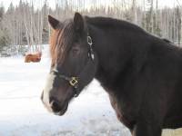 Moi, j'ai un percheron pur sang.