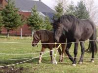 CanadienXPercheron
Et ma ponette... shetlandxhalfinger