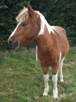 Junior poney pottok. contente que je sois la premiere a avoir mis mon cheval en evidence sur ce sujet !   pie alezan !