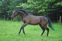 Voici mon thoroughbred Toker