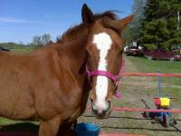 Slight, Quater Horse 6 ans et demi 14.4 mains