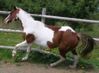 Kalypso,Paint Arabe,8 ans...l'amour de ma vie!