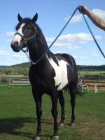 moi je vote pour mon milou :-P
&eacute;talon paint horse enr de 15.1 mains , ag&eacute;e de 2 ans et demi