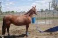et voici Lady Quarter Horse de 6 ans