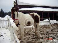 Nikita - Paint Horse Sorrel Tobiano.

PS je vote pour Nuttah