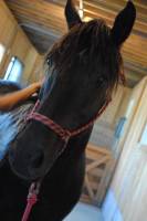 Voil&agrave; mon petit tr&eacute;sor: Take a chance Onx 
Thorougbredxcanadien de 14 ans