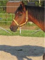 &Eacute;quinoxe est 75% Arabe 25% Paint Horse