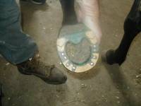 Salut, mon ancienne jument portait des fer en plastique, suite &agrave; une grosse accident. C'&eacute;tait nouveau sur le march&eacute; (sa fait 10 ans de sa) et mon...