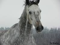 Jvous remet une photo tres recente de mon beau !