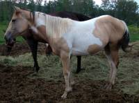 Et tant qu'a y &ecirc;tre je vais pr&eacute;senter ma pouliche aussi!   

Kiona Pine Mistex,Paint Horse enrg.1 an et 9 mois (1 an et demi sur la photo)