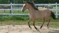 Je vous pr&eacute;sente Diva ma pouliche Kiger Mustang de 18 mois (15 mois sur la  photo). Une des 4 au Qu&eacute;bec   Ce mustang est prouv&eacute; par ADN &ecirc;tre...