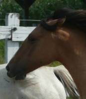 Et une autre de ma pouliche Kiger Mustang, Diva. Sur la photo elle dit &agrave; mon Arabe de se &laquo;grouiller&raquo; !