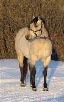 Il n'est pas A moi, Mais Je suis sure que je ne suis pas la seule a le trouver magnifique!    

Peppy pine Taur