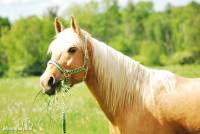je vote pour beauty le cheval de mau  


Et voici mon cheval Money qui aimerait bien participer au concours lui aussi hihi 
Quarter horse...