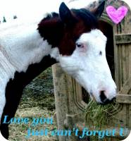 Je vais remettre mon grand gars Shadow 8ans paint horse