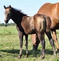 et voici ma pouliche ma futurit&eacute; 2013 de reining son p&egrave;re est Foothills Beau Dunit et sa m&egrave;ere HCF Vansetta Parr  
Duo Zan Zan Dunit: