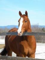 Voici Modele in motion ! Ma jument QH de 5 ans !