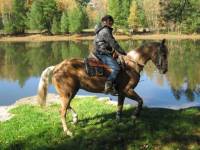 showdown jessie james. Quarter horse ! 
monn beauu blonnd..