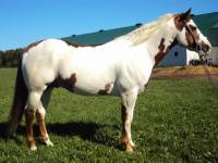 Ya H&eacute;za Twist qui est champion de reining,c'est le fils de Cocoa Twist!

Ce cheval &agrave; vraiment un super temp&eacute;rament et il est magnifique!

Tu peut...
