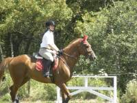 C'est pas mon cheval, mais je le monte toujours alors 
Akbar c'est un Thouroughbred x Arabe x Holsteiner. Me demandez pas qui a choisi ce breed...