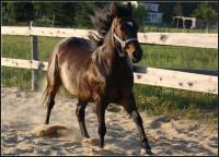 Voici le cheval de quelqu'un que je connait, mais je ne sais pas son nom, alors voici NoName