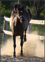 en voici une autre de 'NoName'    

Avouez qu'il est superbe et que c'est LE cheval de l'ann&eacute;e 2010