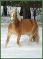 Haflinger 100%