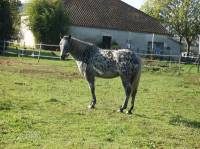 Ouhl&agrave;, j'en ai 7.

Ma toute premi&egrave;re est ma jument appaloosa Opium des Tountous, elle &agrave; 8 ans et elle fait 15 mains 2.