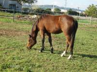 Ma deuxi&egrave;me arriv&eacute; est ma pouliche Vinka, sa m&egrave;re c'est Opium, Elle est crois&eacute; Paint horse, Appaloosa, elle &agrave; 1 an et demi.