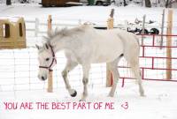 moi j'ai une jumennt qui s'appelle Capella et elle est une warmblood( hanovrien) =D