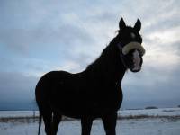 pour linstant jepossede seulement un cheval mes quand jaurai ma propre &eacute;curie jva surment en garder un de plus comme avant jen avait 3 !