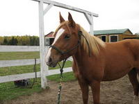 Moi j'ai maintenant une jument 1/2 qh, 1/4 arabe, 1/4 canadien de 3 ans!!!

je l'adore, elle se nomme Hunny, comme le pot de miel a Winnie the...