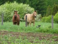 Izabel 47: TRAIT BRETON! Je t'envie donc ben moi l&agrave;, elles sont superbes!

Moi j'ai 3,5 chevaux    Star doc olena jument quarter horse brune de 5...