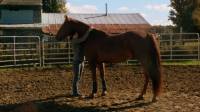 J`ai un cheval, il se nomme Napol&eacute;on et c`est un Quater-Horse X Canadien, je l`aime plus que tout