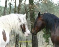 Le irish cob sans h&eacute;siter
